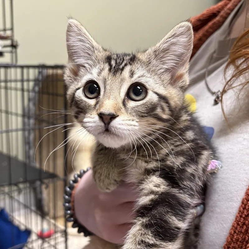 A baby small-sized male Brown / Chocolate Domestic Short Hair cat named Dill for adoption in Wilmington, DE