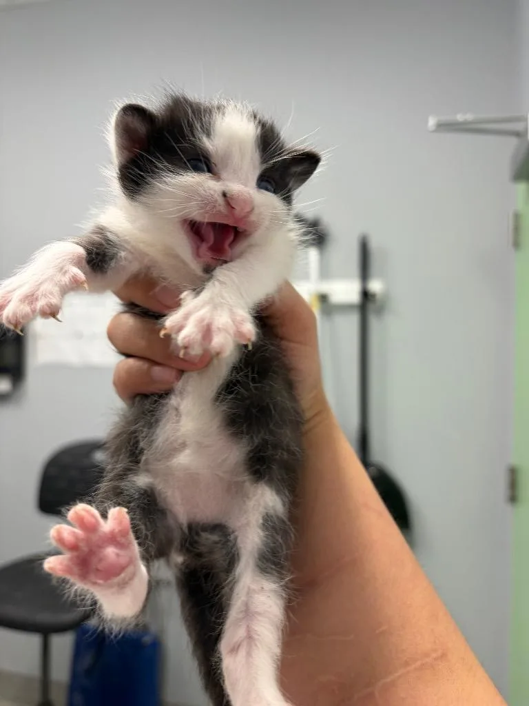 A baby medium-sized male Domestic Short Hair cat named Peter for adoption in Bloomington, IN