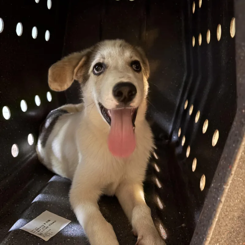Nala