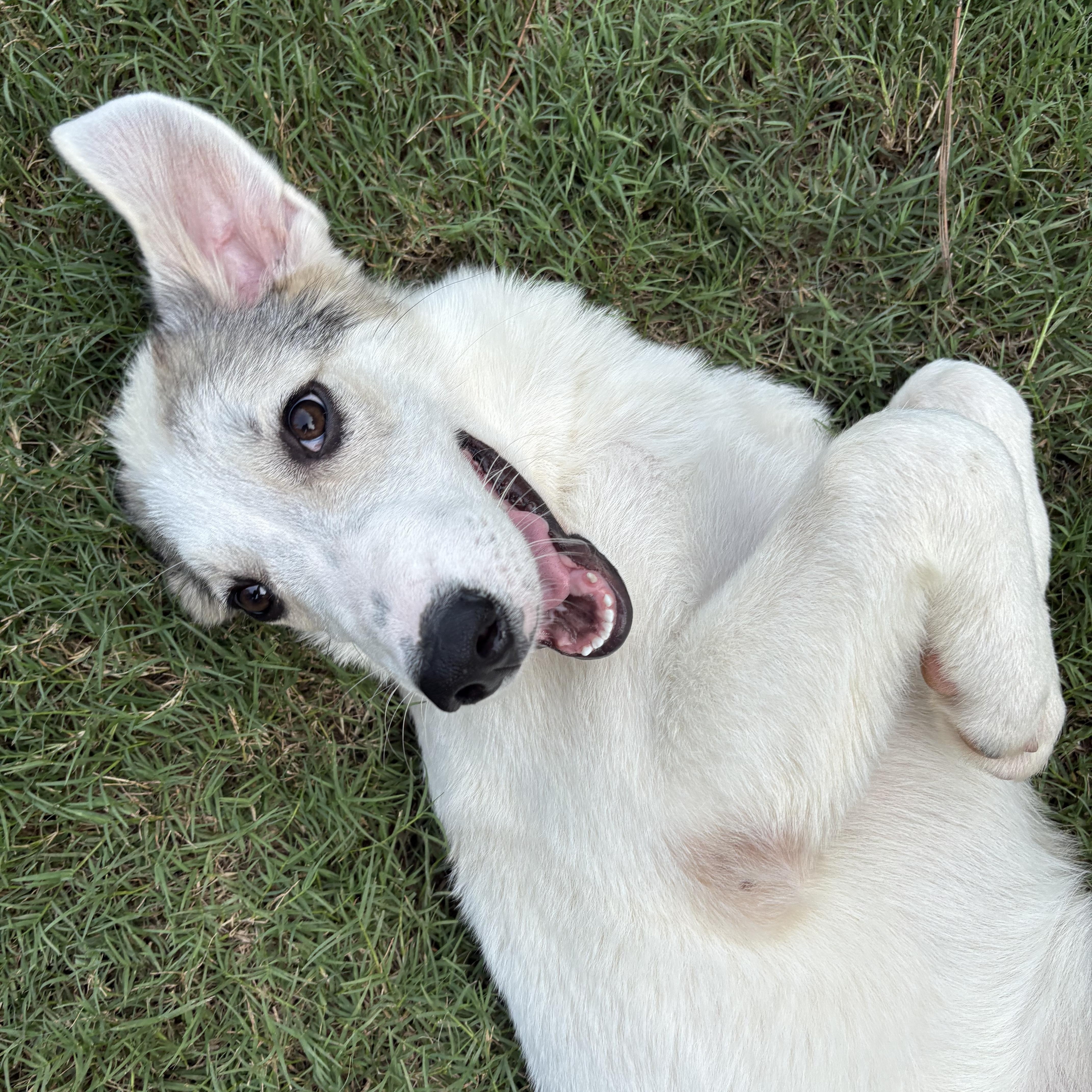 Nala thumbnail 3