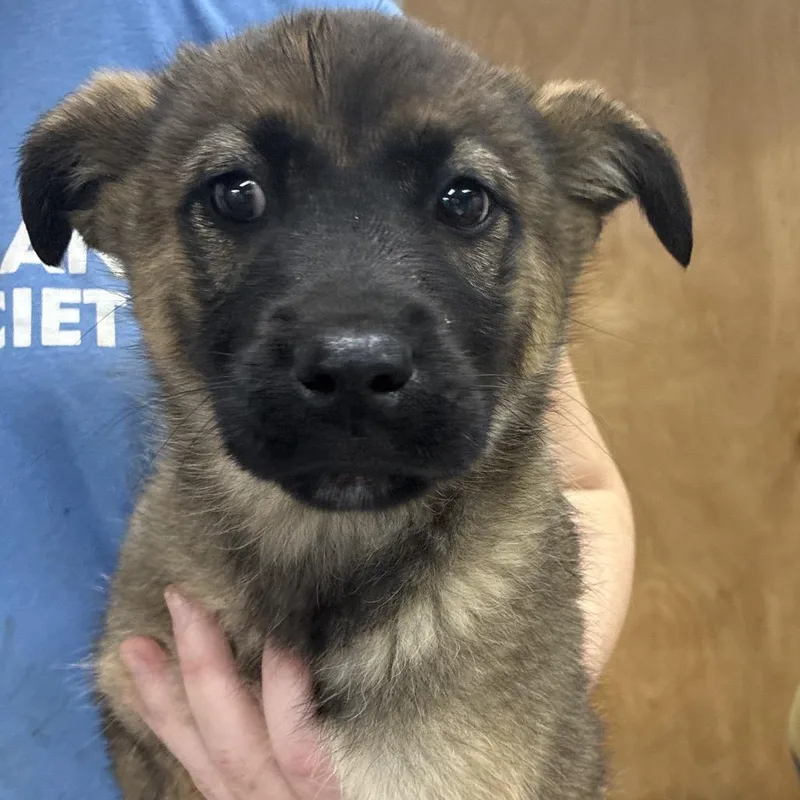 Ny Cindy Crawford Avail