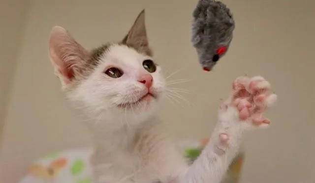 A baby small-sized male Domestic Short Hair cat named Cupid for adoption in San Luis Obispo, CA