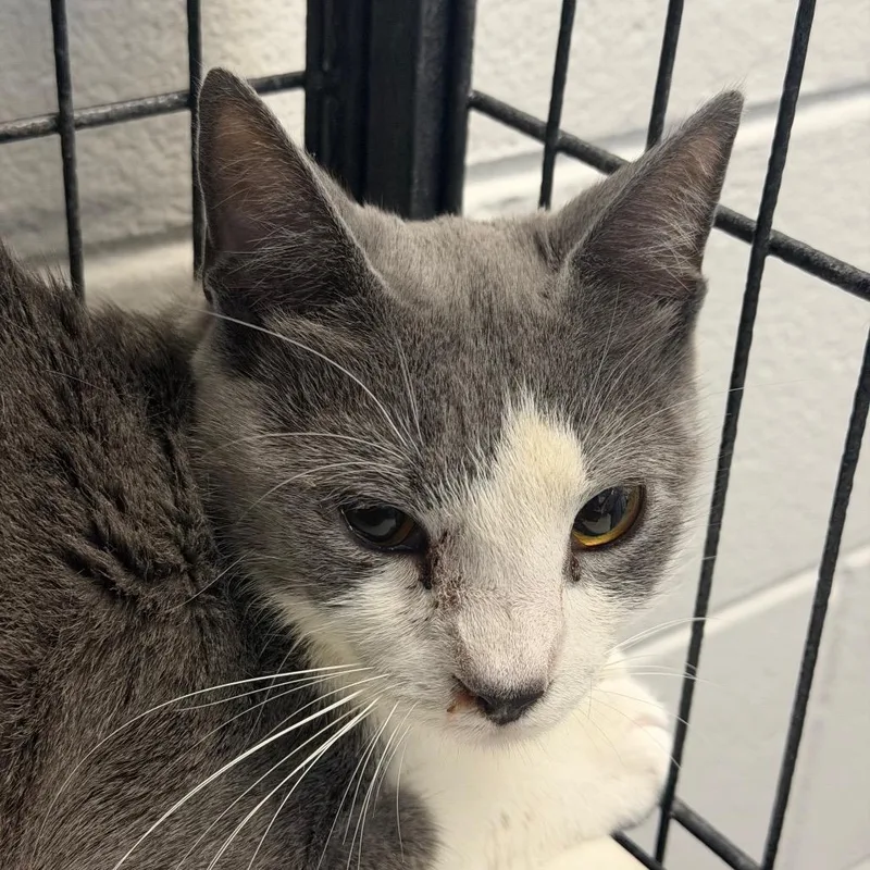 An adult medium-sized female Gray / Blue / Silver Domestic Short Hair cat named Angela for adoption in Montgomery, AL