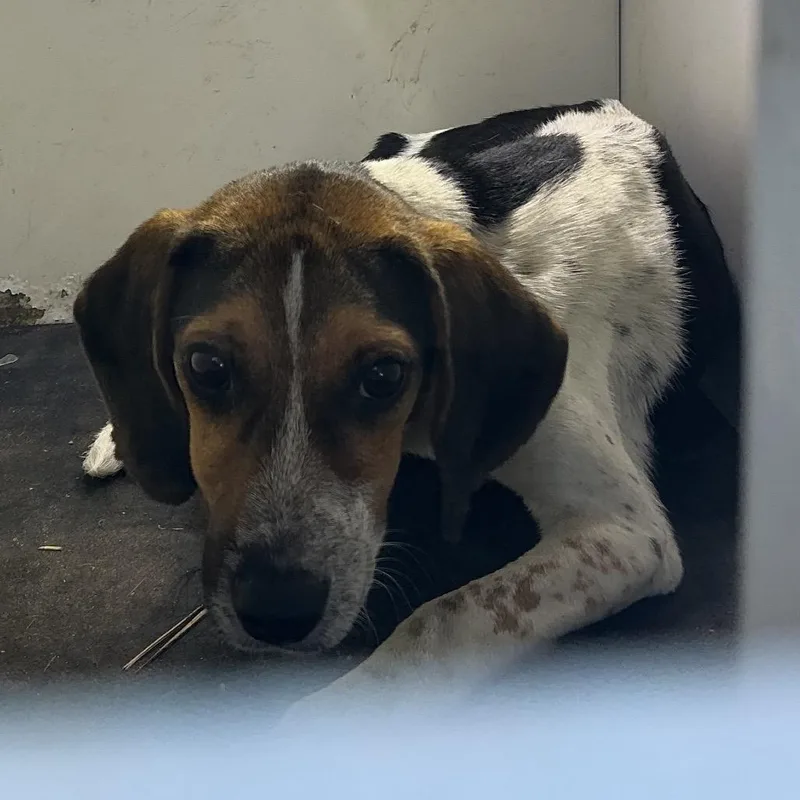 A young small-sized male White / Cream Beagle dog named Jud for adoption in Pine Bluff, AR