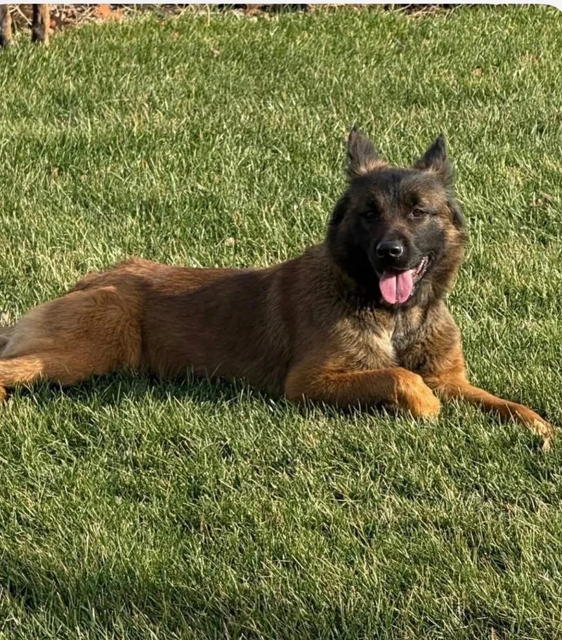 A young medium-sized female Tricolor (Brown, Black, & White) Belgian Shepherd / Malinois dog named Azly  Located In for adoption in Imlay City, MI