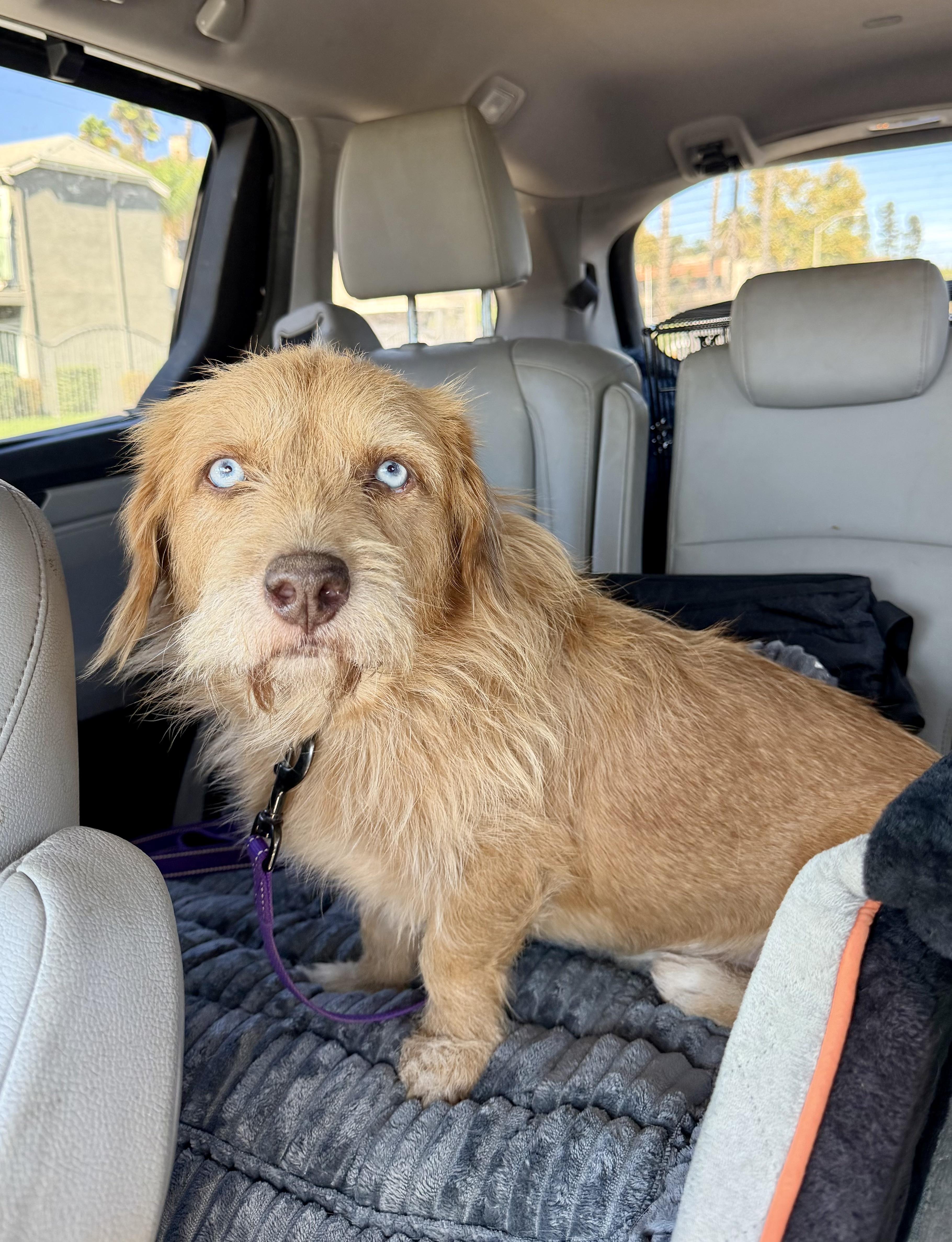 An adult small-sized male Golden Mixed Breed dog named Pompo for adoption in Los Angeles, CA
