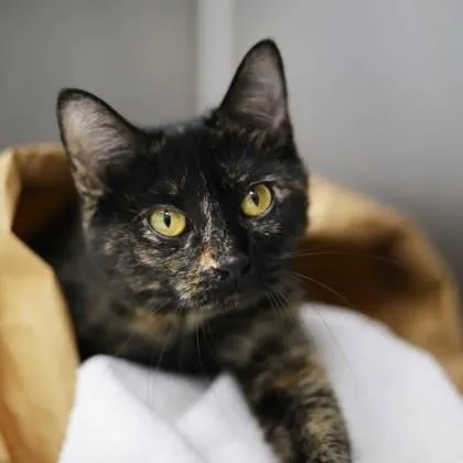 Gretchen thumbnail 2