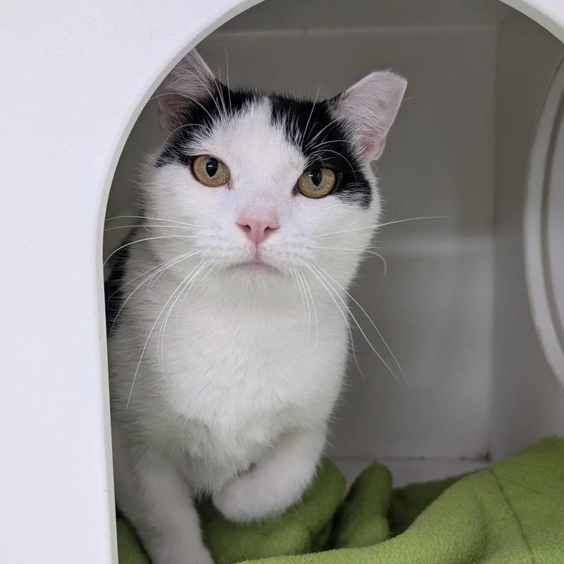 An adult medium-sized male Black & White / Tuxedo Domestic Short Hair cat named Cotton for adoption in New Castle, DE
