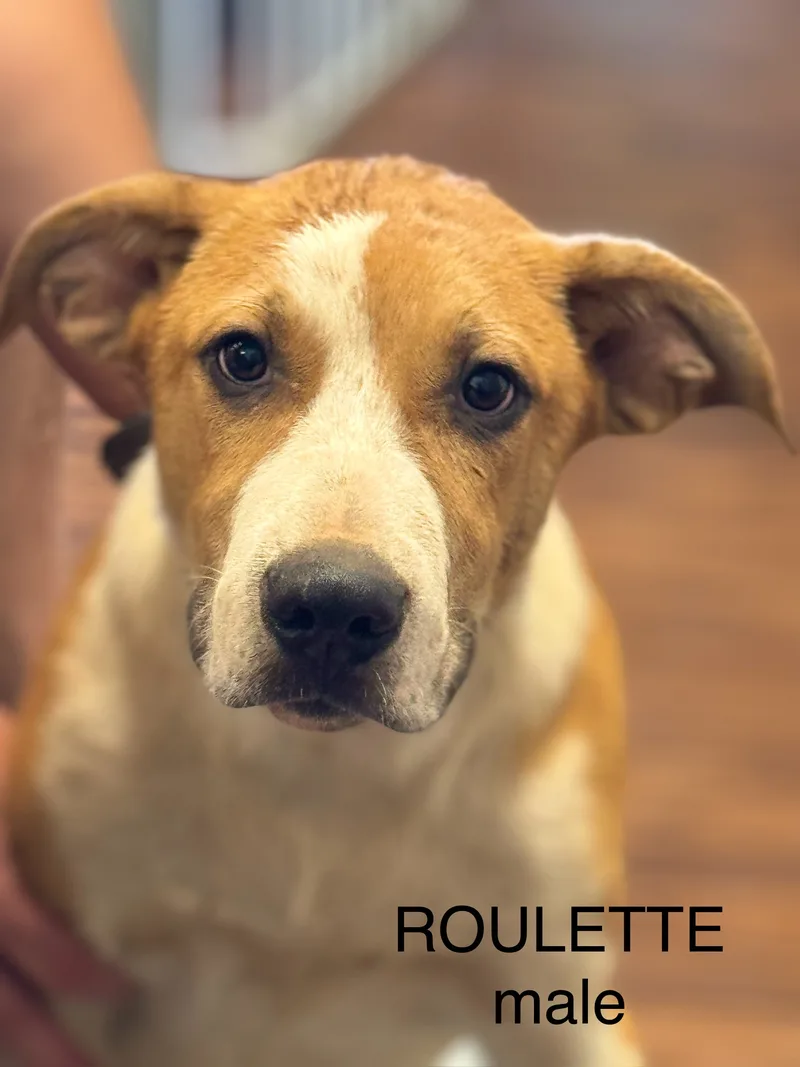 Roulette thumbnail 3