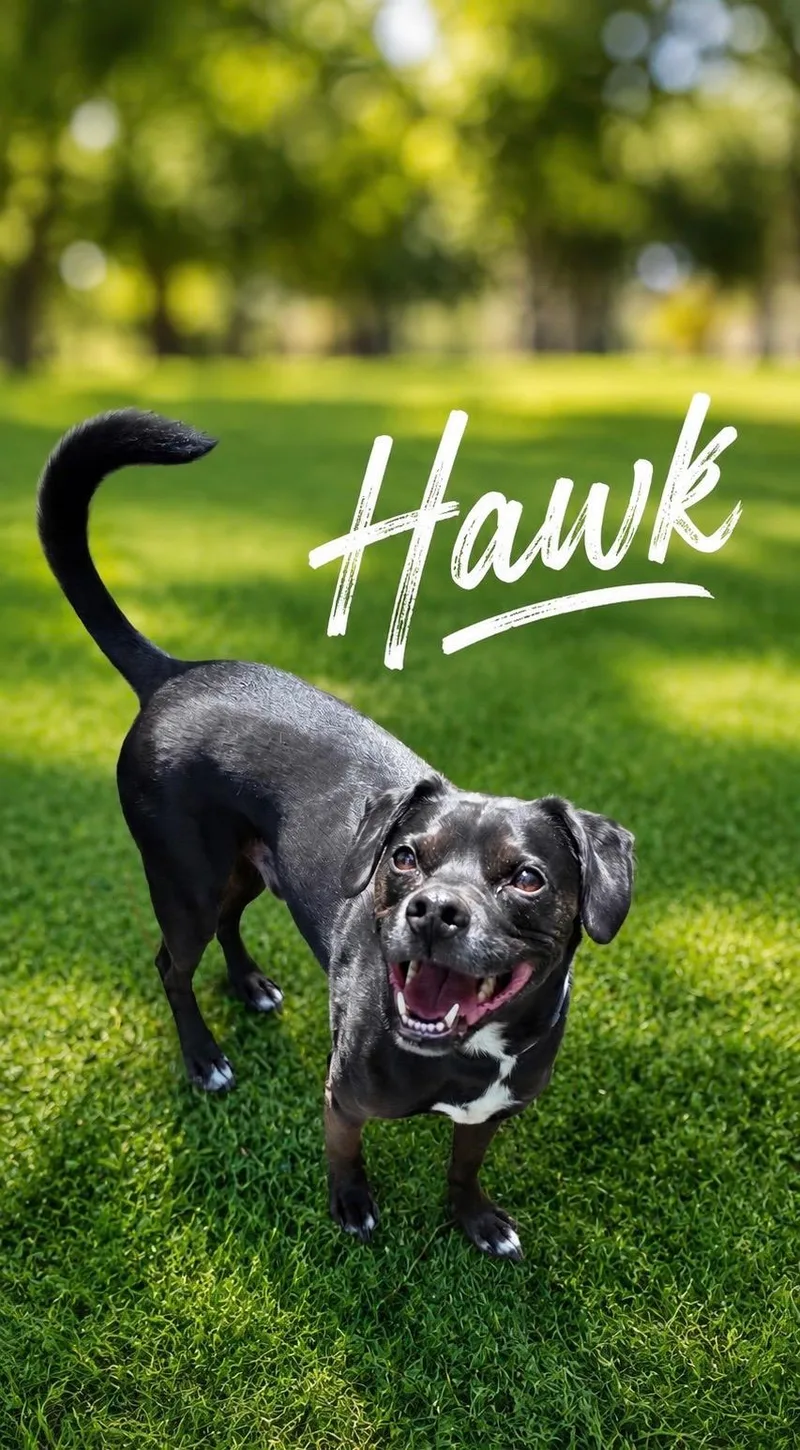 Hawk