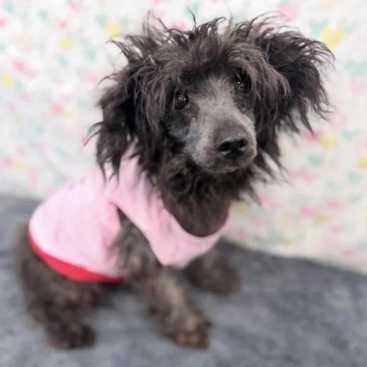 An adult small-sized female Miniature Poodle dog named Poof for adoption in Fort Collins, CO