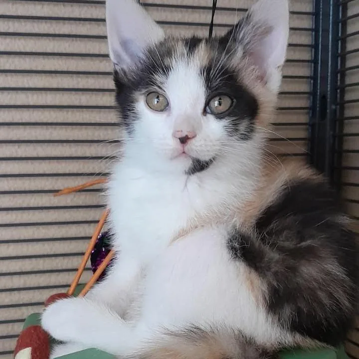 A baby medium-sized female Calico Domestic Short Hair cat named Tsirey for adoption in Newport News, VA