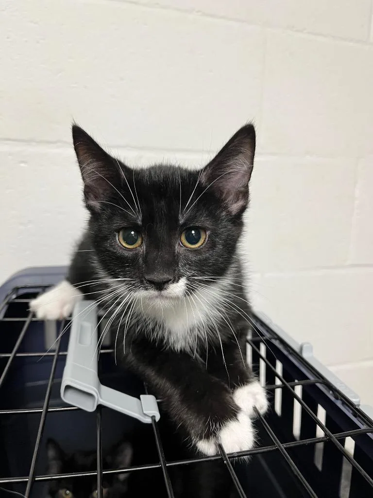A baby small-sized male Domestic Short Hair cat named Brennan for adoption in Troy, OH