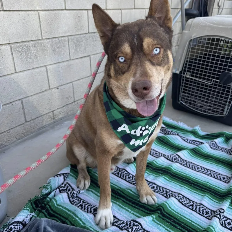 A young medium-sized male Brown / Chocolate Husky dog named Zev for adoption in Agua Dulce, CA