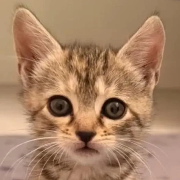 A baby small-sized female Brown / Chocolate Domestic Short Hair cat named Stormy for adoption in Orlando, FL