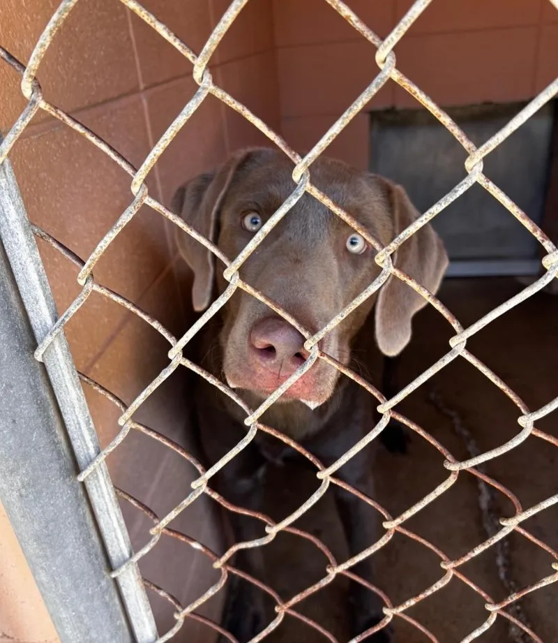 A young medium-sized male Weimaraner dog named Cheddar for adoption in Gautier, MS