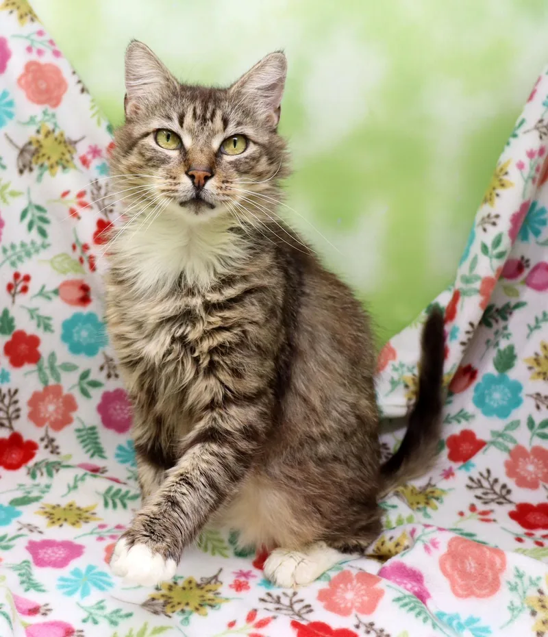 An adult medium-sized female Tabby (Buff / Tan / Fawn) Domestic Medium Hair cat named Girly Girl for adoption in Tierra Verde, FL