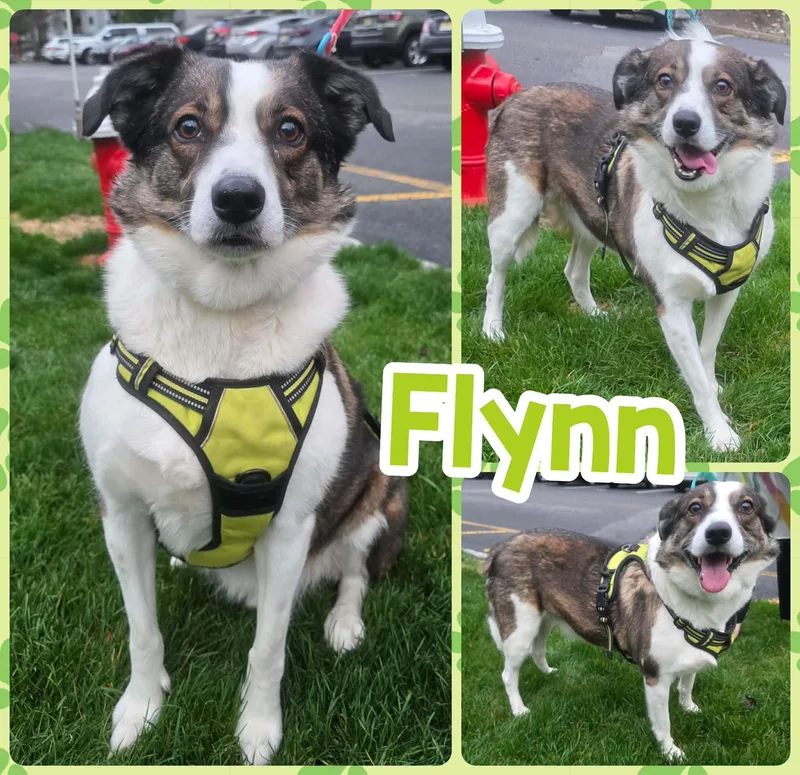 Flynn