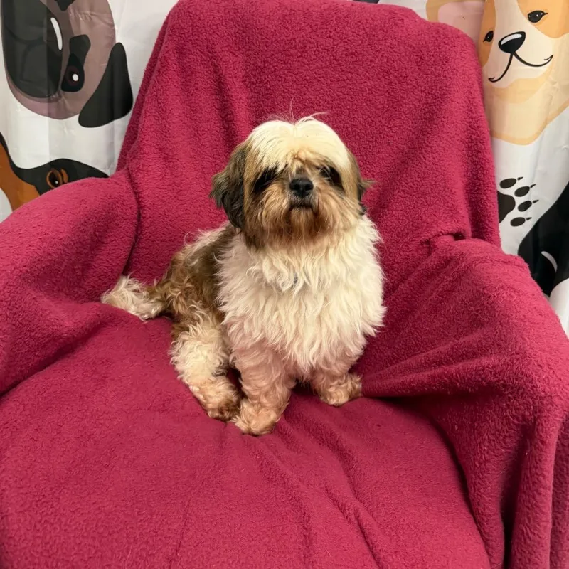 A senior small-sized male Yellow / Tan / Blond / Fawn Shih Tzu dog named Benny for adoption in Uniontown, PA