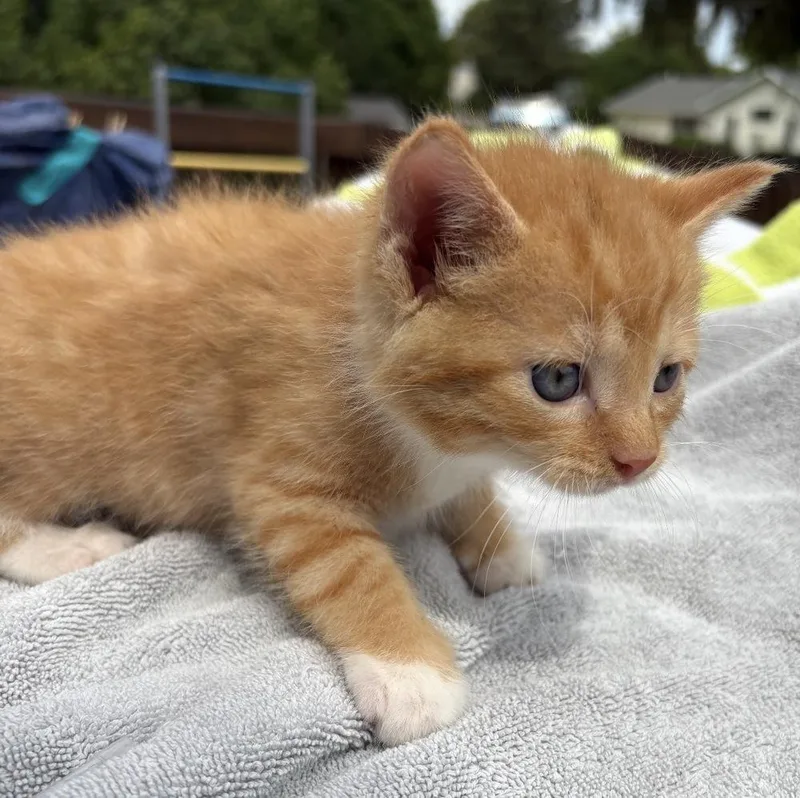 A baby small-sized male Orange & White Domestic Short Hair cat named Pancake Ott for adoption in Poplar Grove, IL