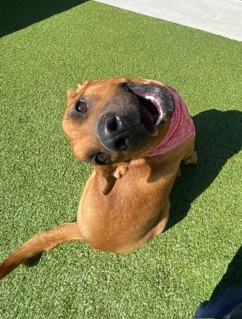 Poundcake thumbnail 3