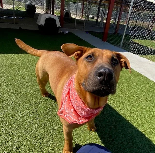 Poundcake thumbnail 4