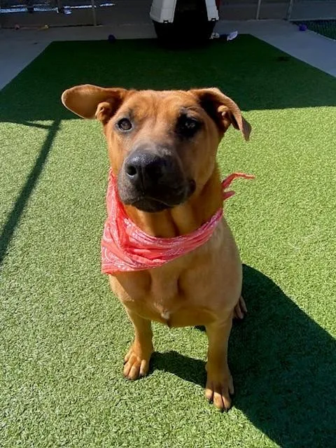 A young medium-sized female Red / Chestnut / Orange Mountain Cur dog named Poundcake for adoption in Fayetteville, AR