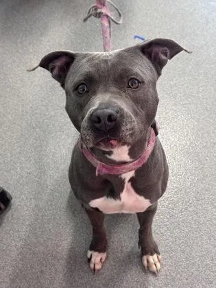 An adult medium-sized female Mixed Breed dog named Tillie for adoption in West Chester, PA