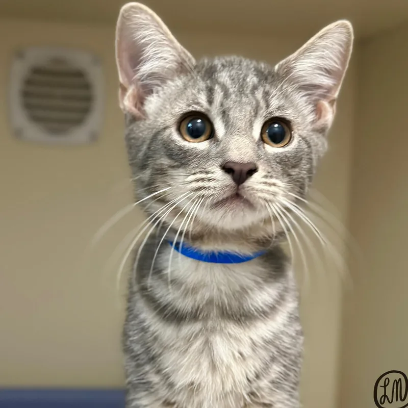 A baby medium-sized male Tabby (Gray / Blue / Silver) Domestic Short Hair cat named Greystoke for adoption in Victor, NY