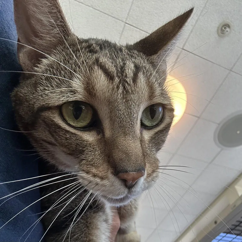 A senior medium-sized male Tabby cat named Sherman for adoption in Burlingame, CA