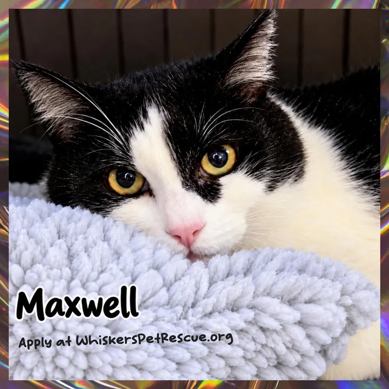 An adult medium-sized male Black & White / Tuxedo Domestic Short Hair cat named Maxwell for adoption in Southbury, CT