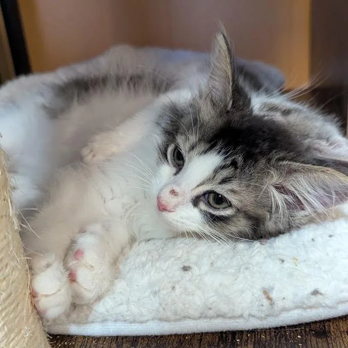 A baby small-sized male Black Domestic Long Hair cat named Panda for adoption in Johnstown, PA