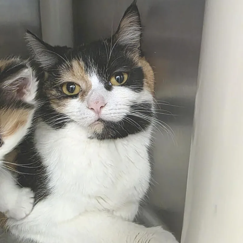 An adult medium-sized female Calico Domestic Short Hair cat named Lagertha for adoption in Fort Wayne, IN