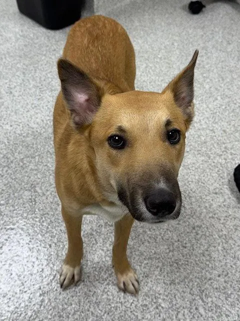 An adult medium-sized female Cattle Dog dog named Bonnie for adoption in Lancaster, PA
