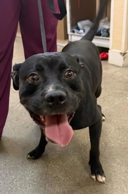 An adult extra large-sized male Pit Bull Terrier dog named Gilderoy Lockhart for adoption in Honolulu, HI