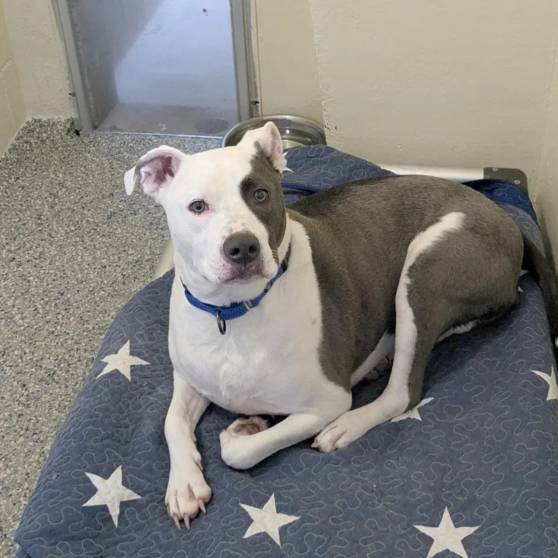 An adult large-sized male Mixed Breed dog named Hugo for adoption in Hendersonville, NC