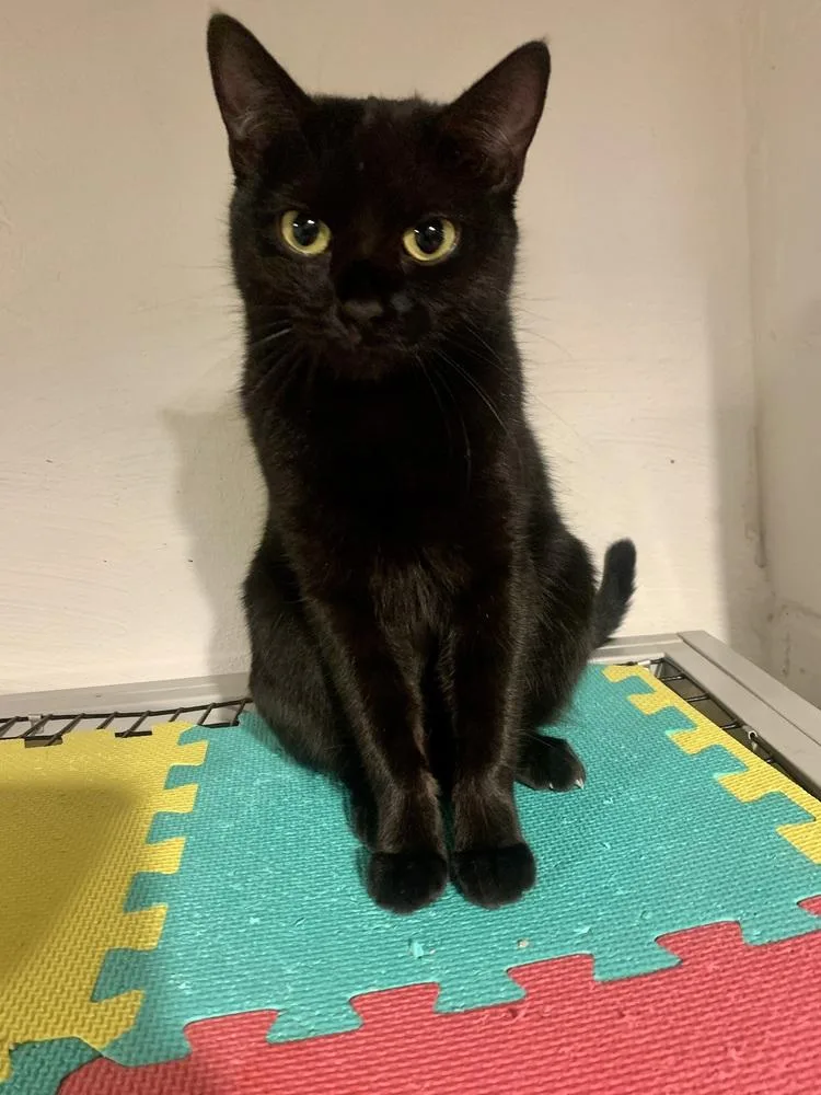 An adult medium-sized female Black Domestic Short Hair cat named Amelia for adoption in Ferndale, MI