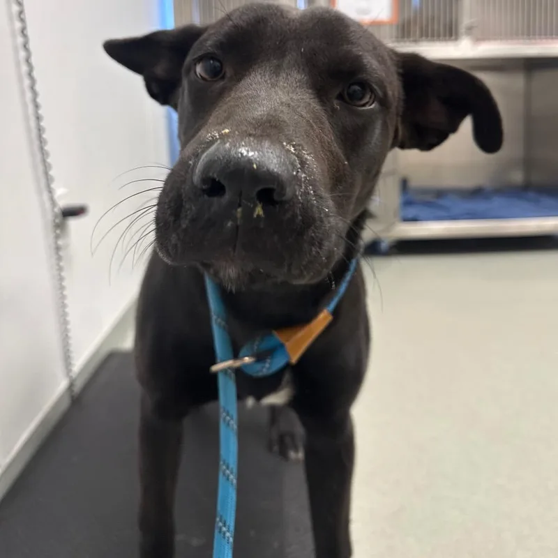 A young medium-sized female Black Labrador Retriever dog named Lady for adoption in Abilene, TX