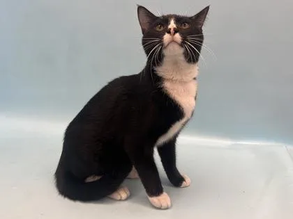 Loki