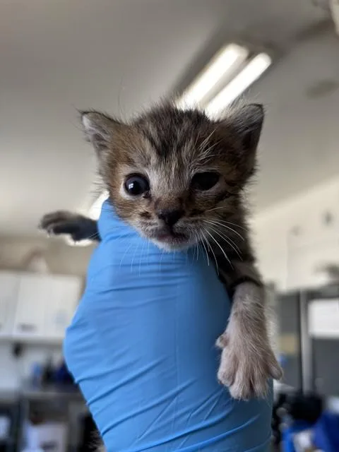 A baby small-sized male Domestic Short Hair cat named Chip Munk for adoption in San Bernardino, CA