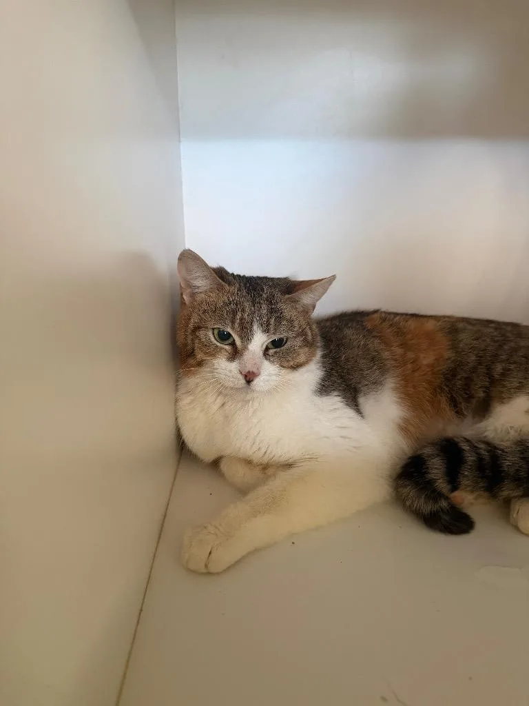 Princess thumbnail 2