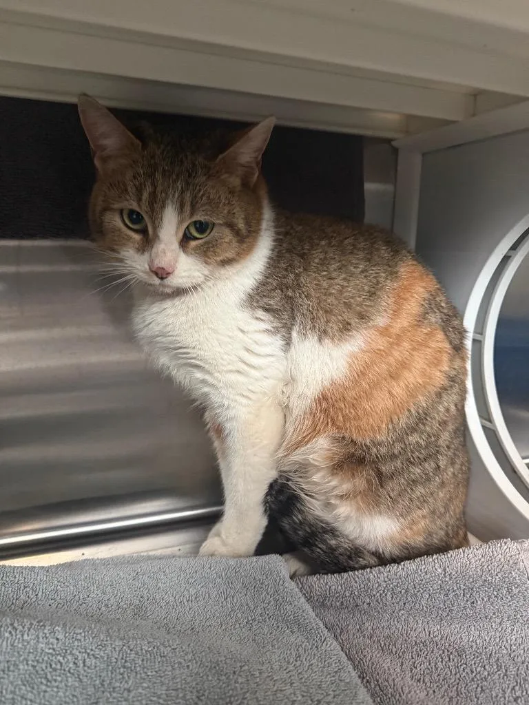 Princess thumbnail 3