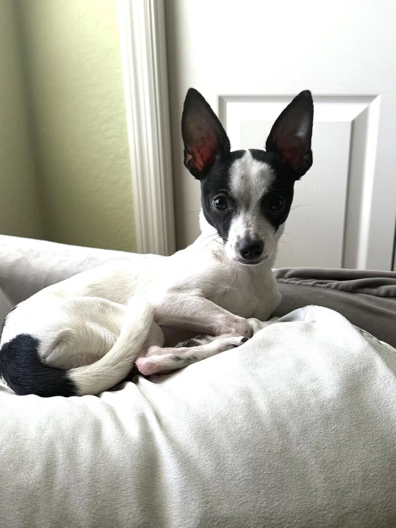 A baby small-sized female Chihuahua dog named Luna Chi for adoption in Valrico, FL