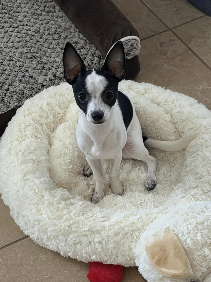 Luna Chi thumbnail 2