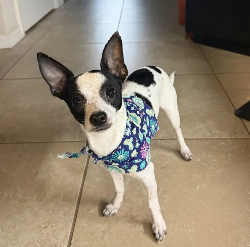 Luna Chi thumbnail 3