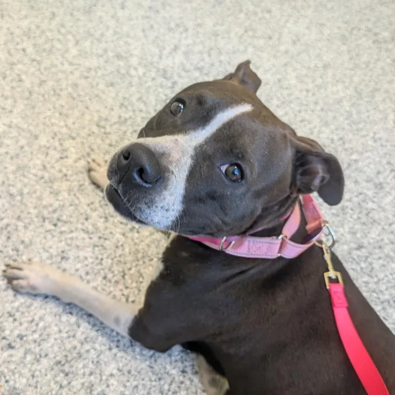 An adult medium-sized female Brown / Chocolate Terrier dog named Wren for adoption in Merritt Island, FL