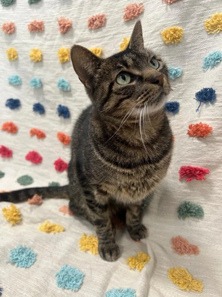 A young medium-sized male Domestic Short Hair cat named Shane for adoption in Denham Springs, LA