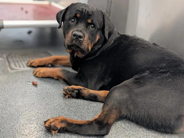 An adult large-sized male Rottweiler dog named Bruno for adoption in Dallas, TX