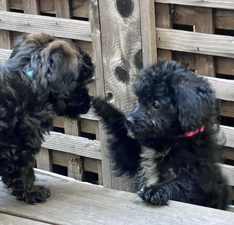 Money: Rupee thumbnail 2