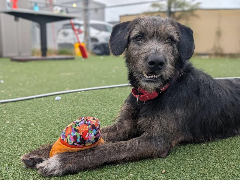 A young large-sized male Black Wirehaired Pointing Griffon dog named Moose for adoption in Cleveland, OH